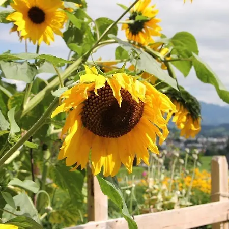 Apartment Scheftenau
